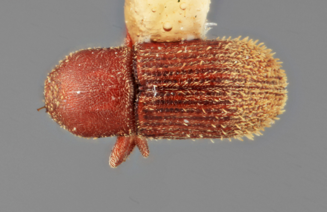 Genus / Species: Cnesinus denotatus | Image Author: SM Smith | Location: Panamá, Panamá, Barro Colorado Isl. | Image Type: holotype | Collection: Entomology