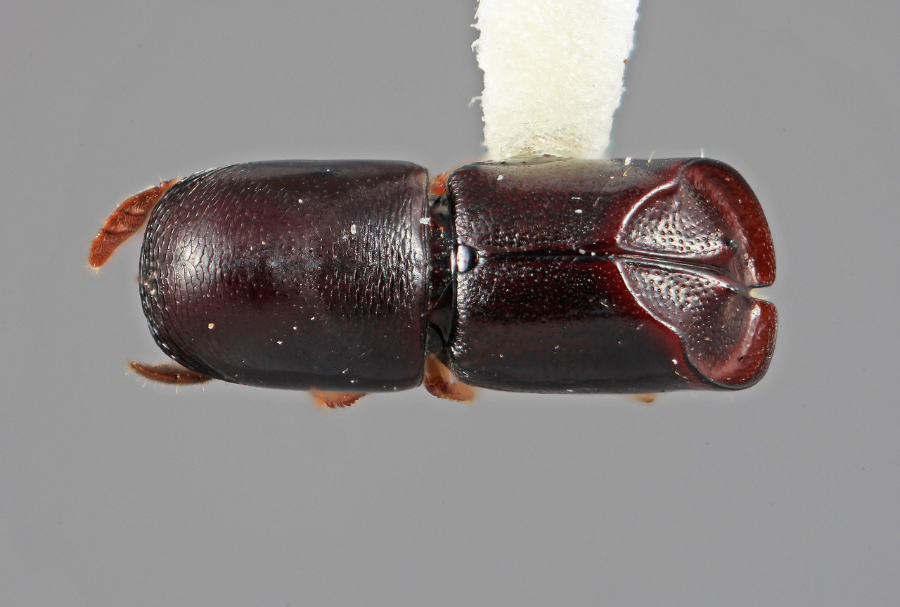 Genus / Species: Amphicranus quadridens | Image Author: SM Smith | Location: Venezuela, Mérida, El Vigia, 13 km SW | Image Type: holotype | Collection: Entomology