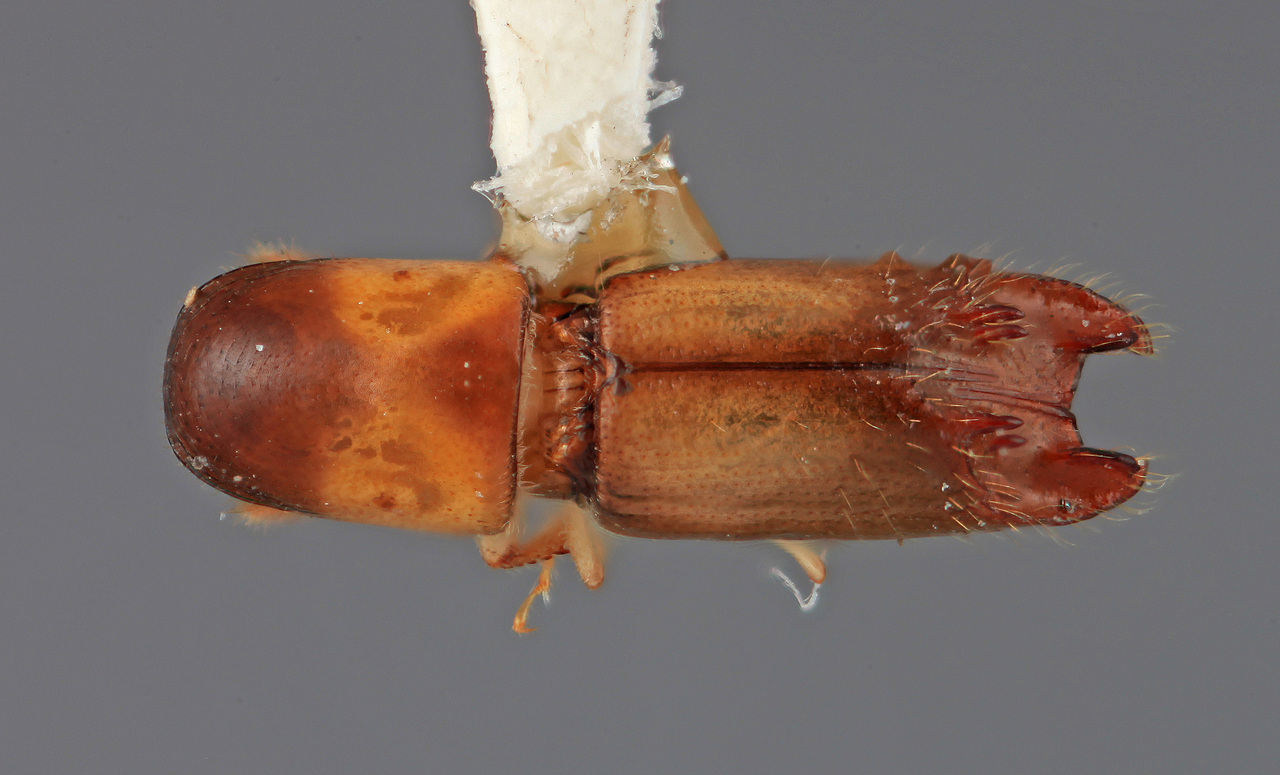 Genus / Species: Amphicranus mirandus | Image Author: SM Smith | Location: Costa Rica, Puntarenas, Rincón de Osa | Image Type: holotype | Collection: Entomology
