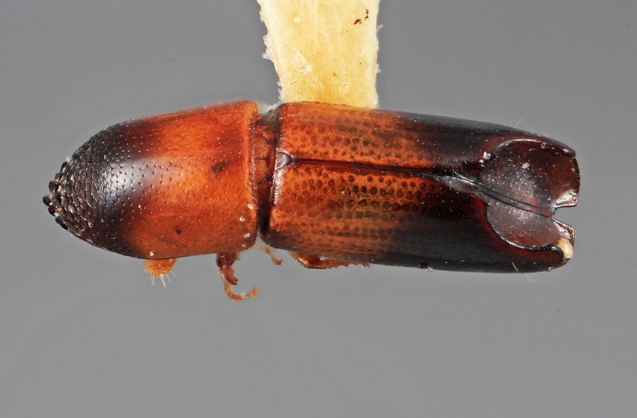 Genus / Species: Amphicranus tornatilis | Image Author: SM Smith | Location: Costa Rica, Puntarenas, San Vito, 6 km S | Image Type: holotype | Collection: Entomology