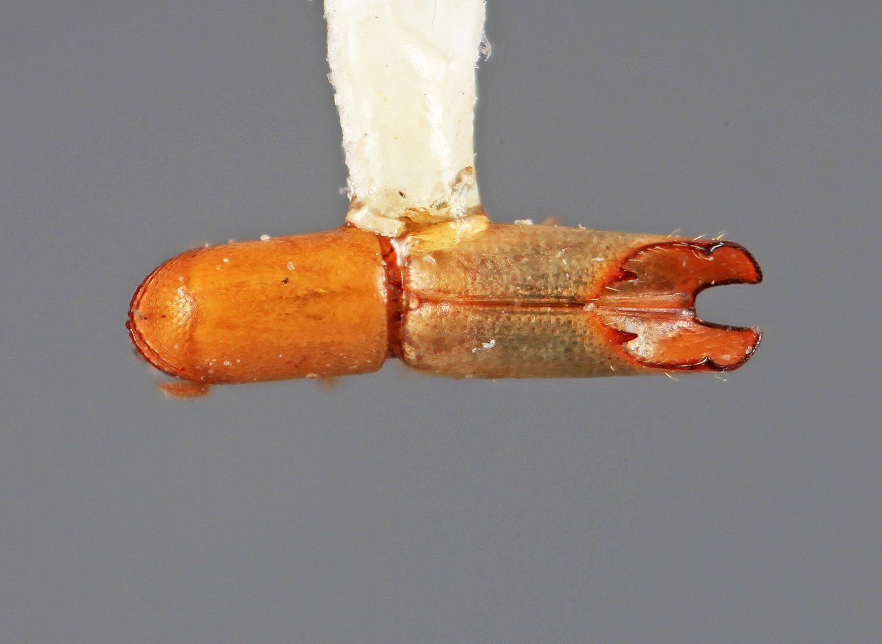Genus / Species: Amphicranus macellus | Image Author: SM Smith | Location: Costa Rica, Puntarenas, Rincón de Osa | Image Type: holotype | Collection: Entomology