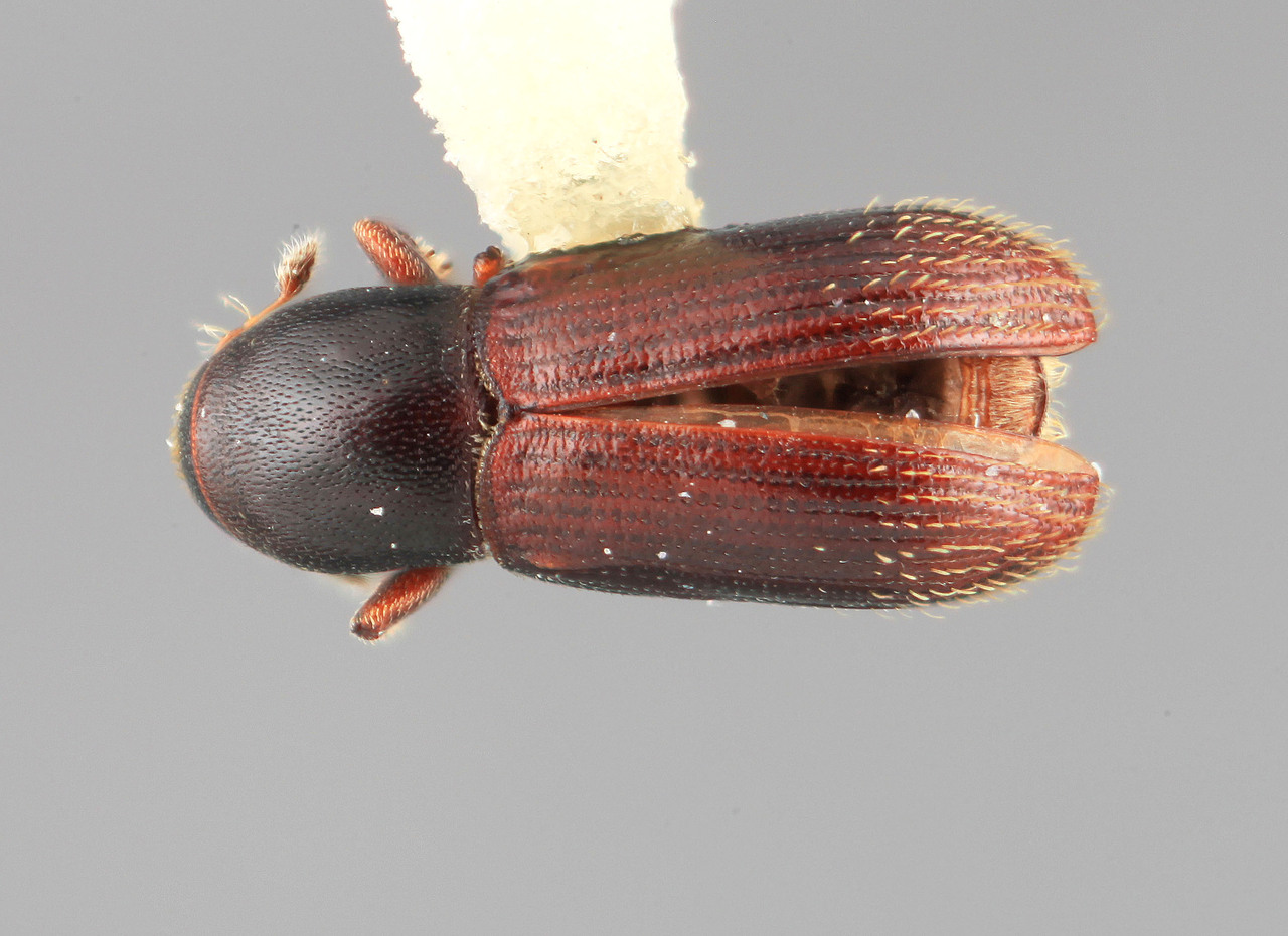 Genus / Species: Cnesinus nitidus | Image Author: SM Smith | Location: Venezuela, Aragua, Rancho Grande | Image Type: holotype | Collection: Entomology