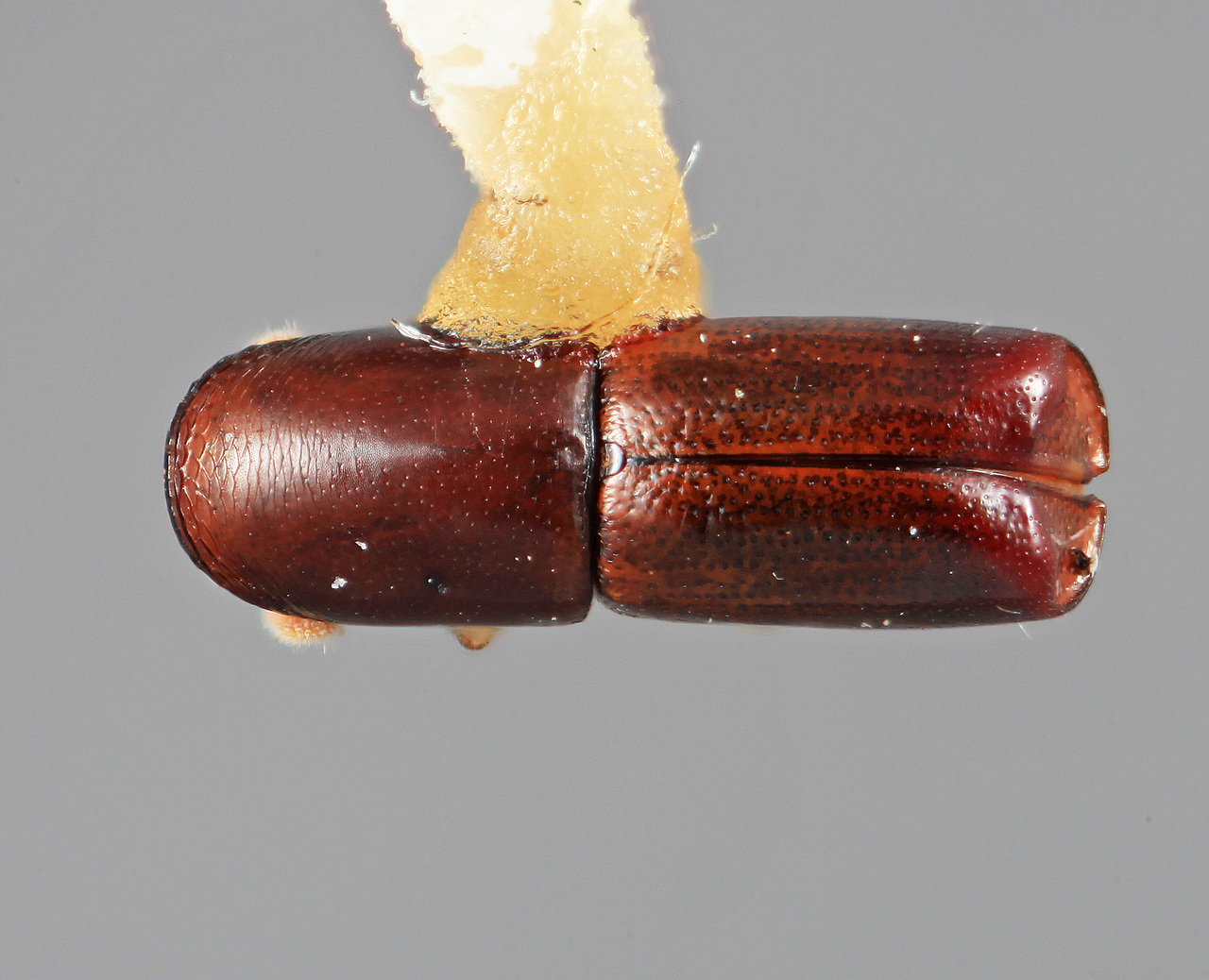Genus / Species: Amphicranus argutus | Image Author: SM Smith | Location: Costa Rica, Limón, Finca La Lola | Image Type: holotype | Collection: Entomology