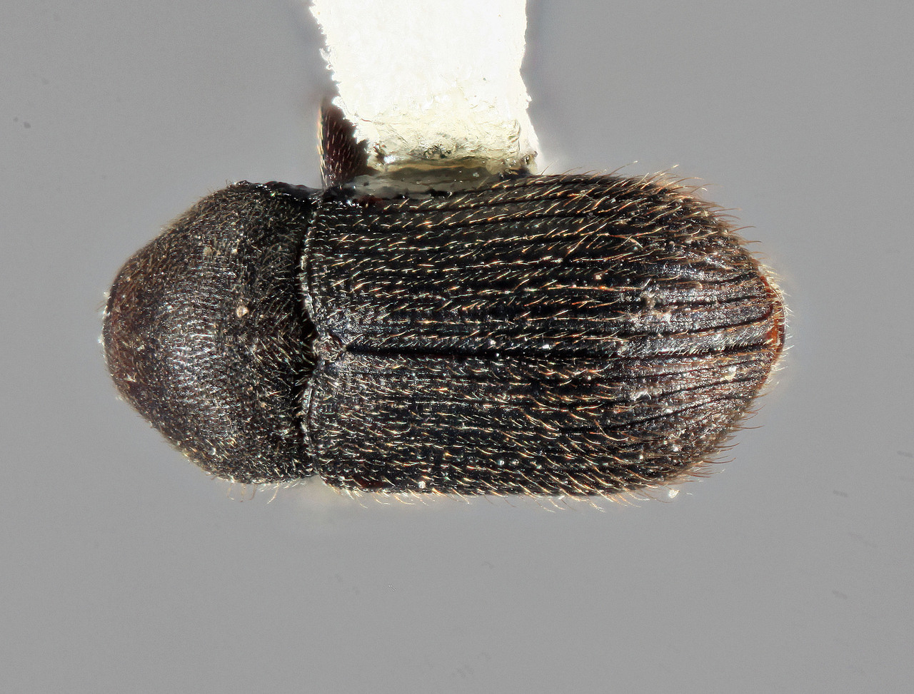 Genus / Species: Bothrosternus hirsutus | Image Author: SM Smith | Location: Venezuela, Aragua, Rancho Grande | Image Type: holotype | Collection: Entomology