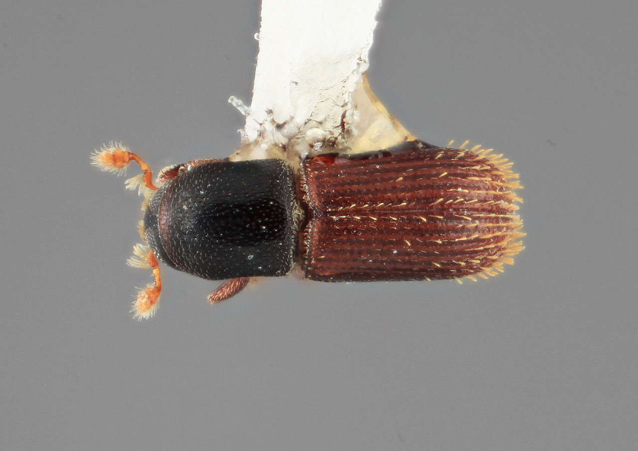 Genus / Species: Cnesinus teretis | Image Author: SM Smith | Location: Venezuela, Barinas, Socopo, 7 km NW | Image Type: holotype | Collection: Entomology
