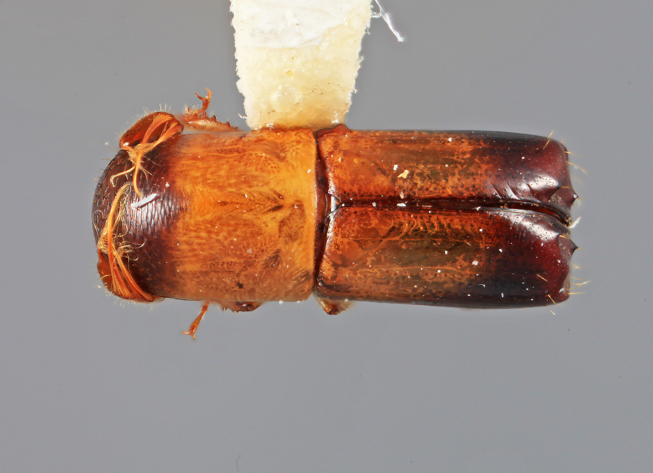 Genus / Species: Amphicranus fulgidus | Image Author: SM Smith | Location: Costa Rica, Puntarenas, Finca los Diamanates (ca. Dominical) | Image Type: holotype | Collection: Entomology