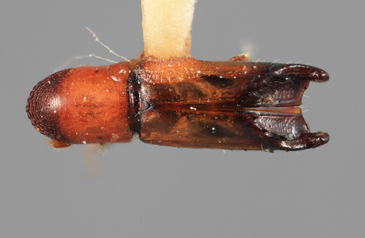 Genus / Species: Amphicranus rameus | Image Author: SM Smith | Location: México, Durango, El Salto, 3 mi W | Image Type: holotype | Collection: Entomology