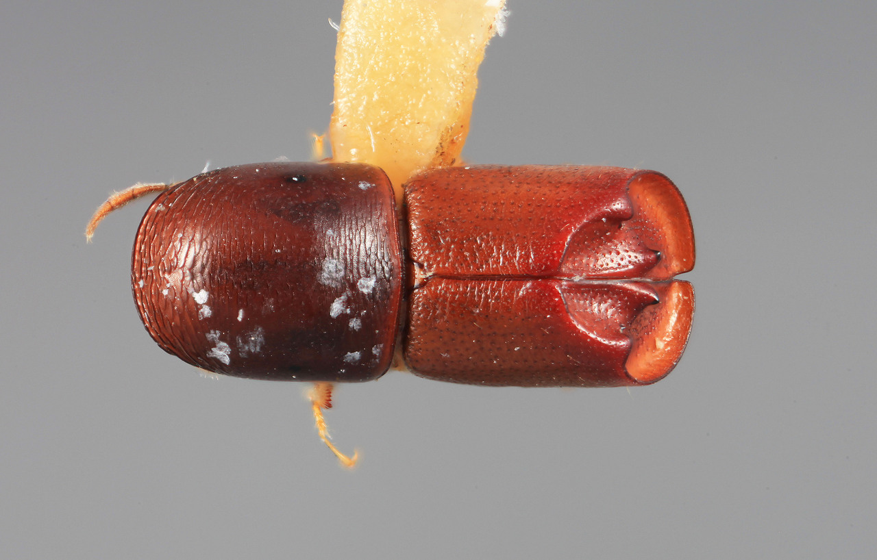 Genus / Species: Amphicranus brevior | Image Author: SM Smith | Location: Venezuela, Aragua, Valle de Choroni | Image Type: holotype | Collection: Entomology