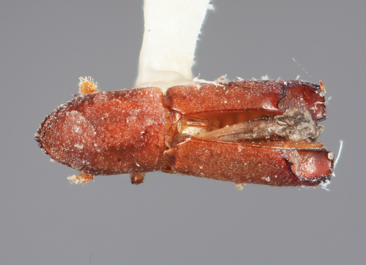 Genus / Species: Amphicranus spectus | Image Author: SM Smith | Location: México, Chiapas, Pichucalco | Image Type: holotype | Collection: Entomology