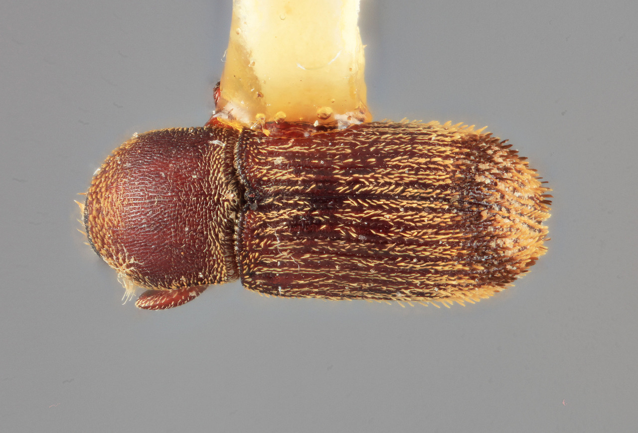 Genus / Species: Cnesinus minitropis | Image Author: SM Smith | Location: Costa Rica, San José, San Ignacio de Acosta | Image Type: holotype | Collection: Entomology