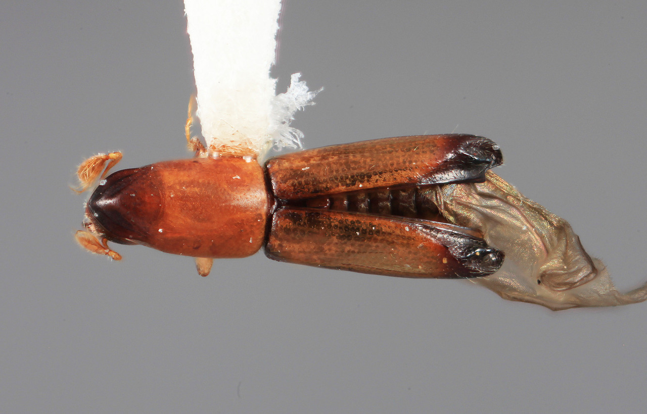 Genus / Species: Amphicranus acus | Image Author: SM Smith | Location: Venezuela, Miranda, El Laurel Experimental Farm, 12 km SW Caracas | Image Type: holotype | Collection: Entomology