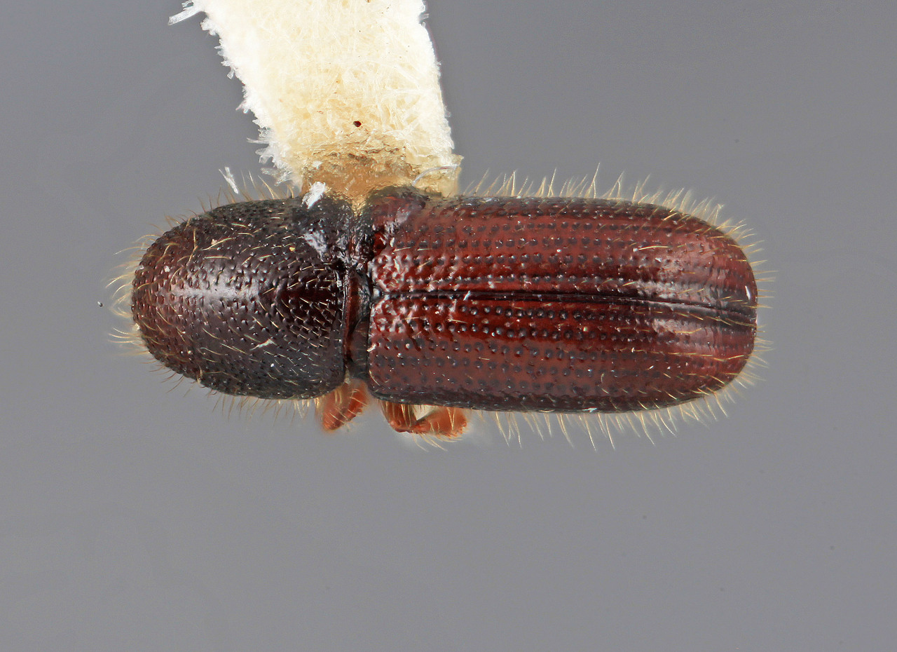 Genus / Species: Dendrocranulus limbellus | Image Author: SM Smith | Location: Venezuela, Mérida, Mérida | Image Type: holotype | Collection: Entomology