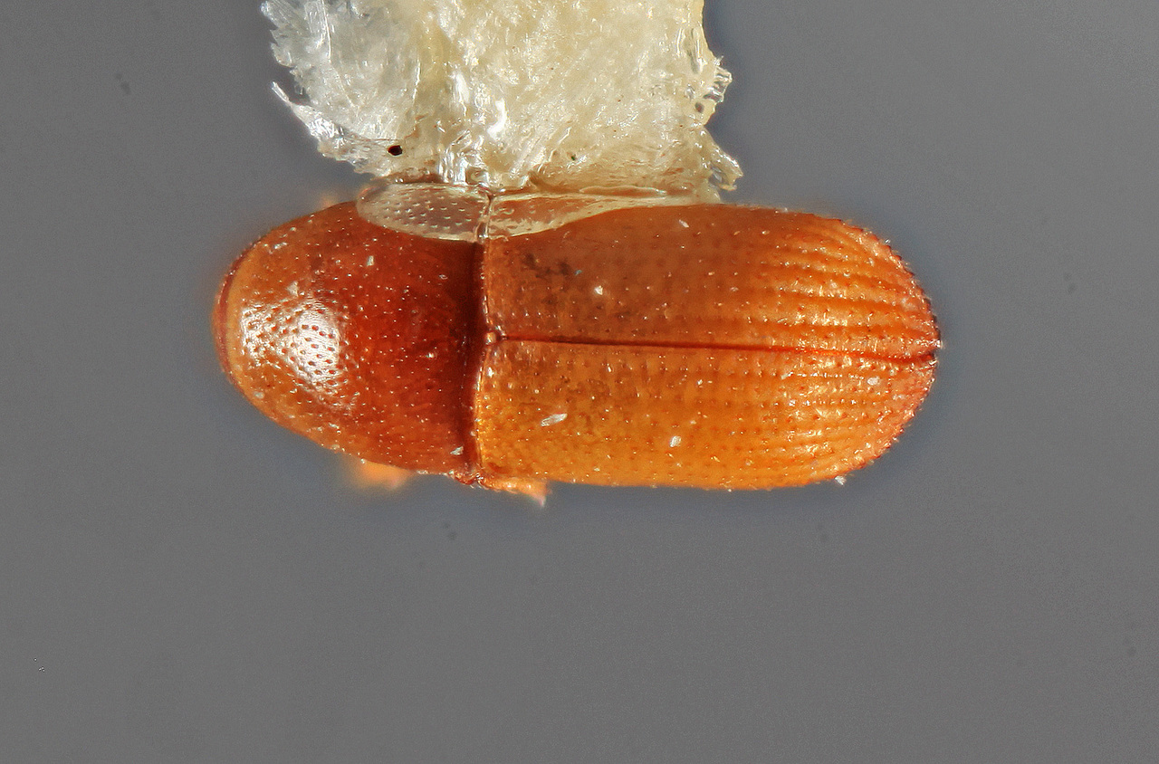 Genus / Species: Loganius equihuai | Image Author: SM Smith | Location: México, Jalisco, Chamela | Image Type: holotype | Collection: Entomology