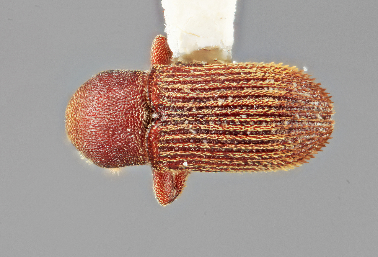 Genus / Species: Cnesinus atavus | Image Author: SM Smith | Location: México, Veracruz, Rinconada, 2 mi S | Image Type: holotype | Collection: Entomology