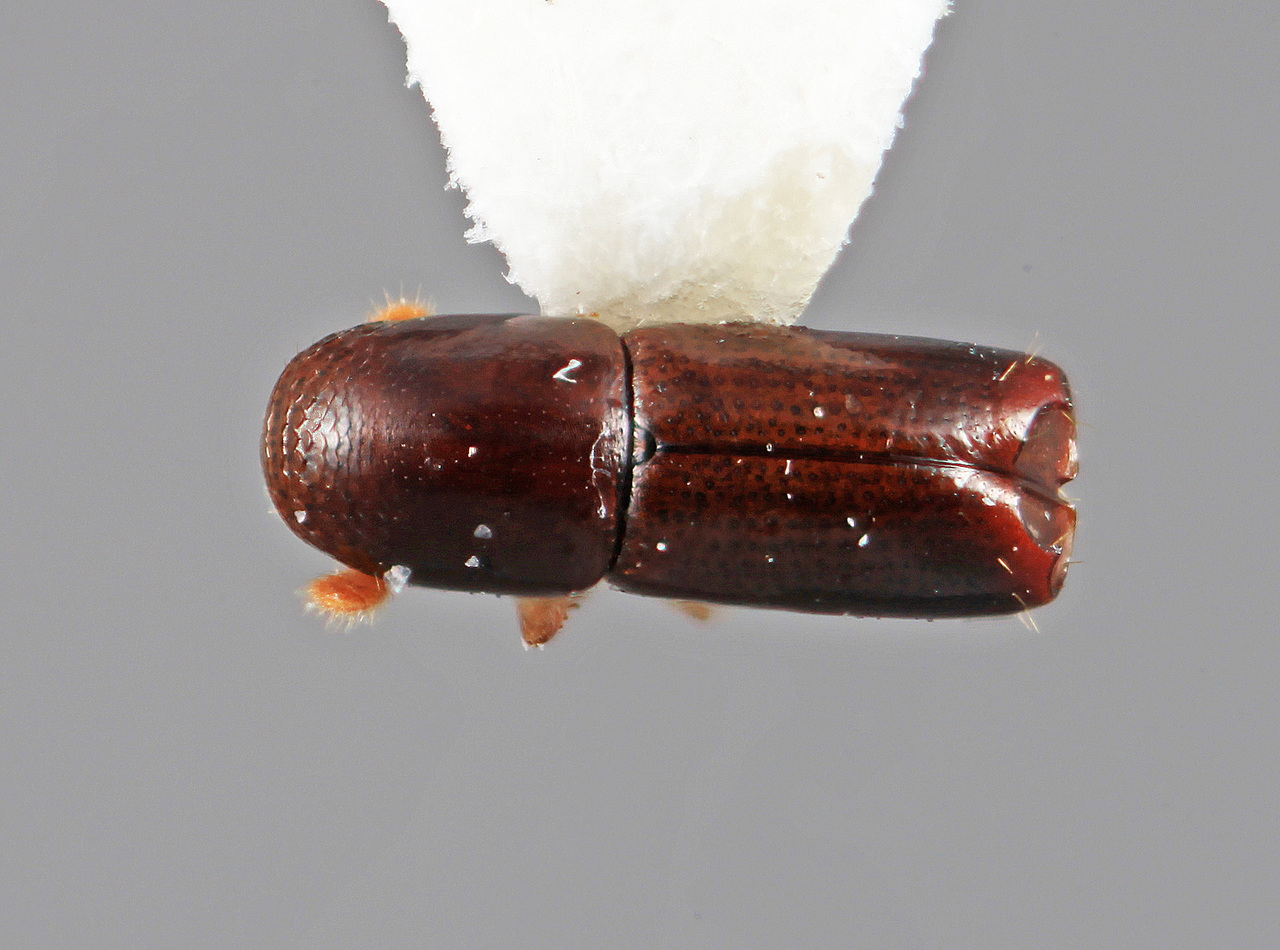 Genus / Species: Amphicranus thunesi | Image Author: SM Smith | Location: Costa Rica, Heredia, La Selva Biol. Sta., 3 km S Pto. Viejo | Image Type: holotype | Collection: Entomology