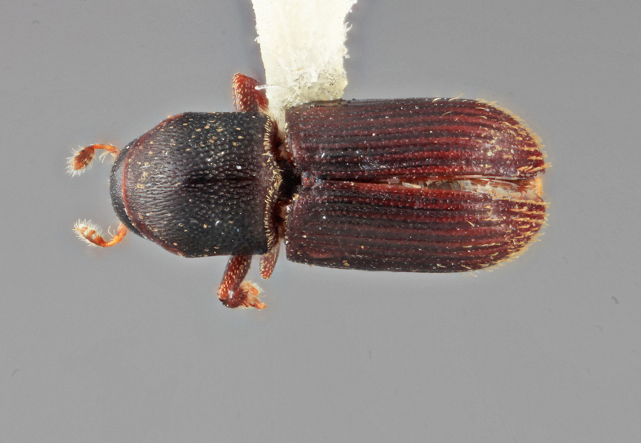 Genus / Species: Cnesinus reticulus | Image Author: SM Smith | Location: Venezuela, Bolivar, El Palmar, 30 km E | Image Type: holotype | Collection: Entomology