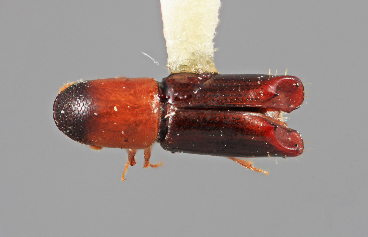 Genus / Species: Amphicranus araguensis | Image Author: SM Smith | Location: Venezuela, Aragua, Colonia Tovar | Image Type: holotype | Collection: Entomology