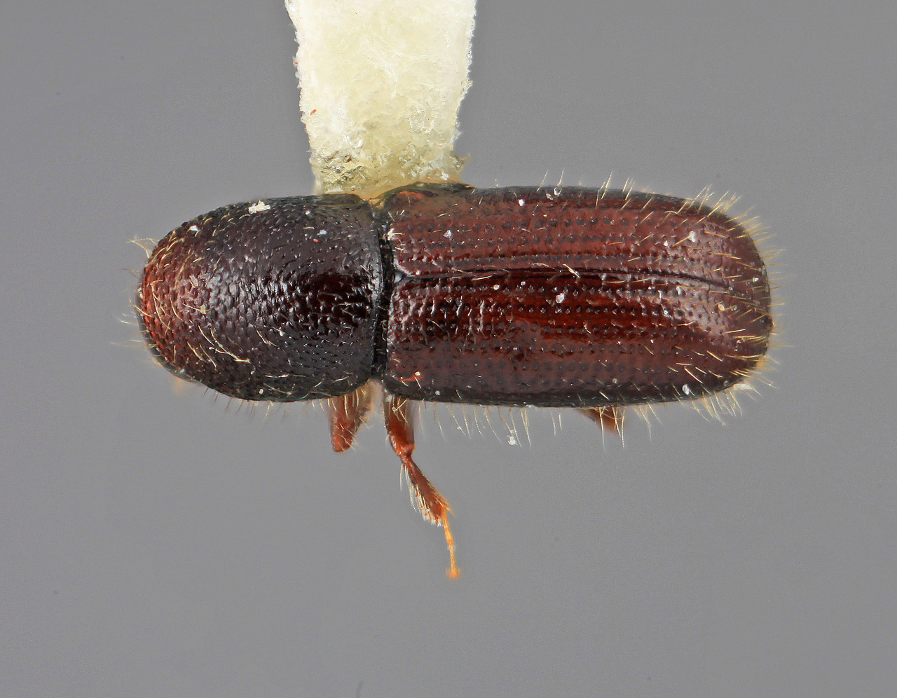 Genus / Species: Dendrocranulus limitaris | Image Author: SM Smith | Location: Venezuela, Aragua, Pittier Natl. Pk., Rancho Grande | Image Type: holotype | Collection: Entomology