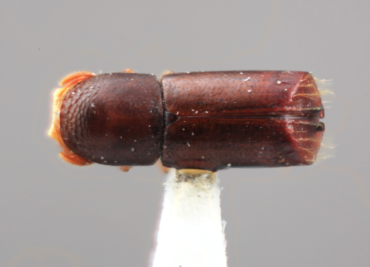 Genus / Species: Corthylus additus | Image Author: SM Smith | Location: Venezuela, Mérida, La Carbonera, 50 km NE Merida | Image Type: holotype | Collection: Entomology