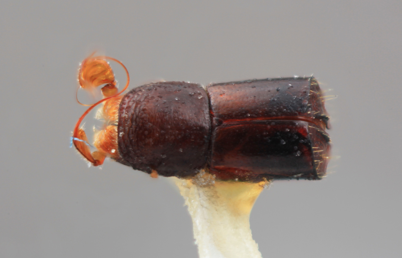 Genus / Species: Corthylus cirritus | Image Author: SM Smith | Location: Venezuela, Aragua, Rancho Grande | Image Type: holotype | Collection: Entomology