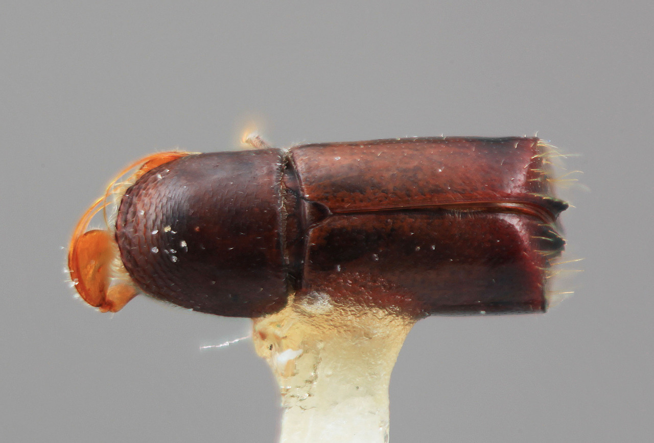 Genus / Species: Corthylus bellus | Image Author: SM Smith | Location: Colombia, Antioquía, Piedras Blancas, 10 km E Medellin | Image Type: holotype | Collection: Entomology