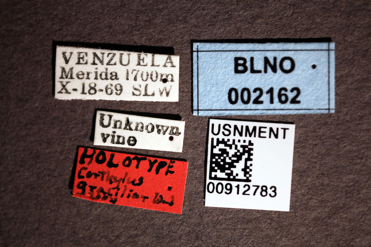 Genus / Species: Corthylus gracilior | Image Author: SM Smith | Location: Venezuela, Mérida, Mérida | Image Type: holotype | Collection: Entomology