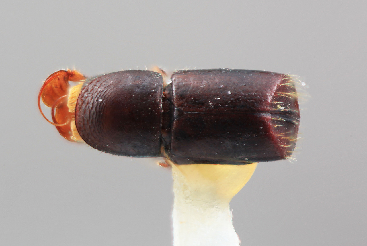 Genus / Species: Corthylus donaticus | Image Author: SM Smith | Location: Venezuela, Aragua, Colonia Tovar | Image Type: holotype | Collection: Entomology