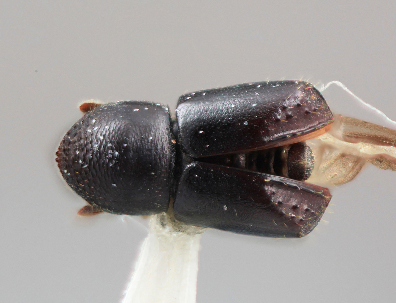 Genus / Species: Corthylus pseudoandinus | Image Author: SM Smith | Location: Colombia, Antioquía, Piedras Blancas, 10 km E Medellin | Image Type: holotype | Collection: Entomology