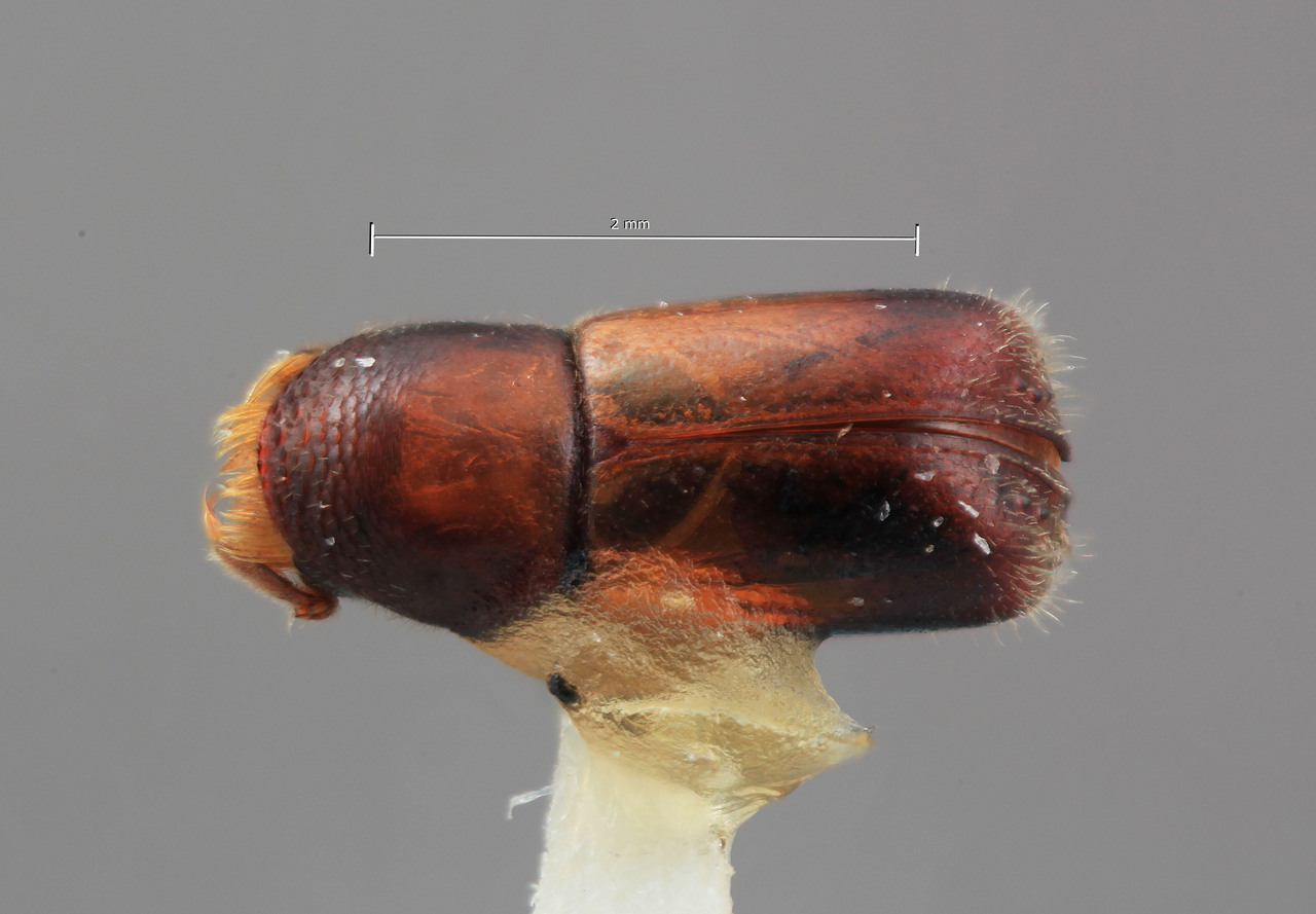 Genus / Species: Corthylus andinus | Image Author: SM Smith | Location: Colombia, Antioquía, Piedras Blancas, 10 km E Medellin | Image Type: holotype | Collection: Entomology