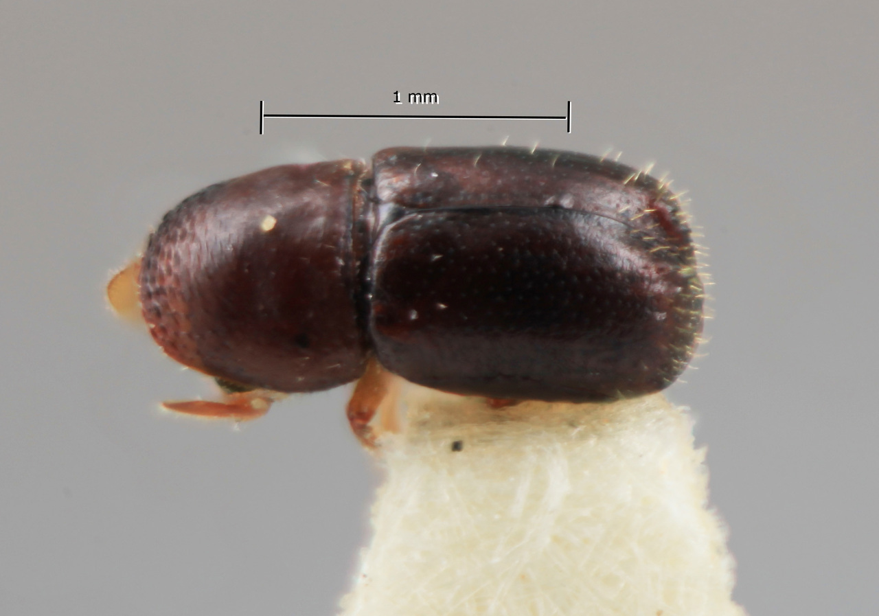 Genus / Species: Corthylus senticosus | Image Author: SM Smith | Location: México, Veracruz, Xalapa | Image Type: holotype | Collection: Entomology
