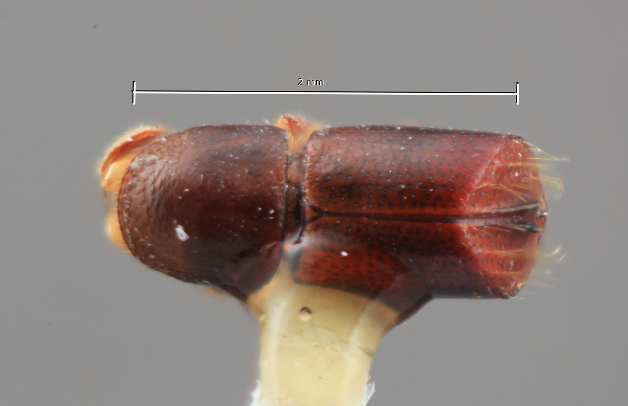 Genus / Species: Corthylus serratus | Image Author: SM Smith | Location: Costa Rica, Cartago, Tapanti | Image Type: holotype | Collection: Entomology