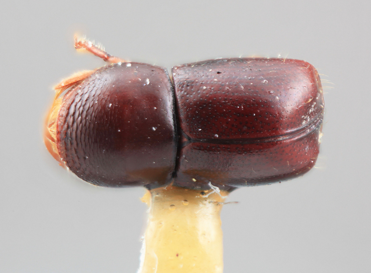 Genus / Species: Corthylus sobrinus | Image Author: SM Smith | Location: Costa Rica, Cartago, Turrialba | Image Type: holotype | Collection: Entomology