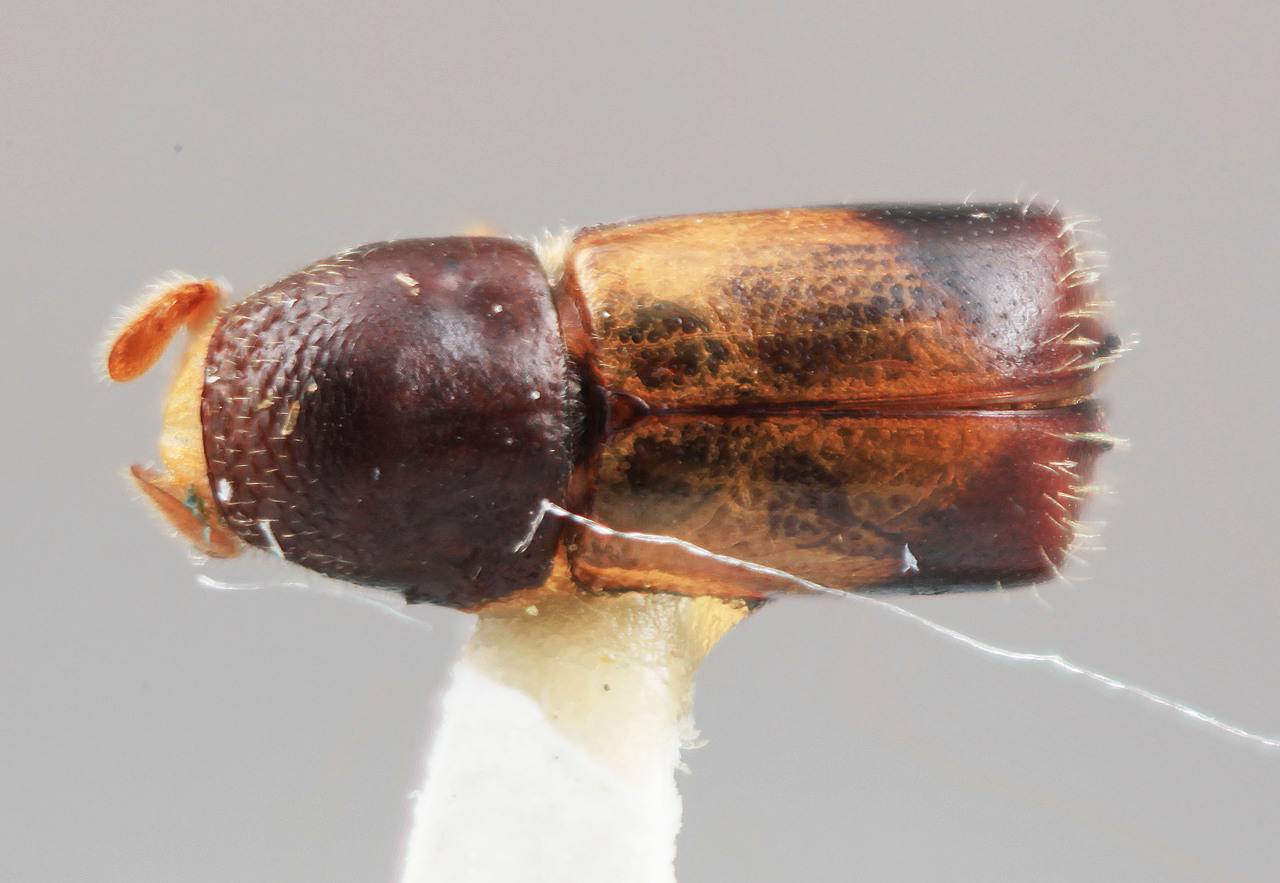 Genus / Species: Corthylus subserratus | Image Author: SM Smith | Location: Costa Rica, Heredia, Volcan Poas | Image Type: holotype | Collection: Entomology