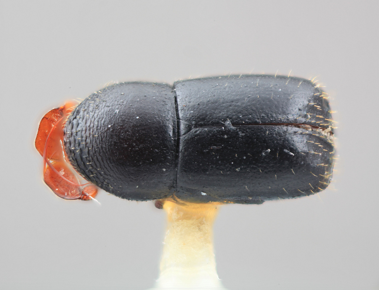 Genus / Species: Corthylus cirrifer | Image Author: SM Smith | Location: Venezuela, Aragua, Rancho Grande | Image Type: holotype | Collection: Entomology