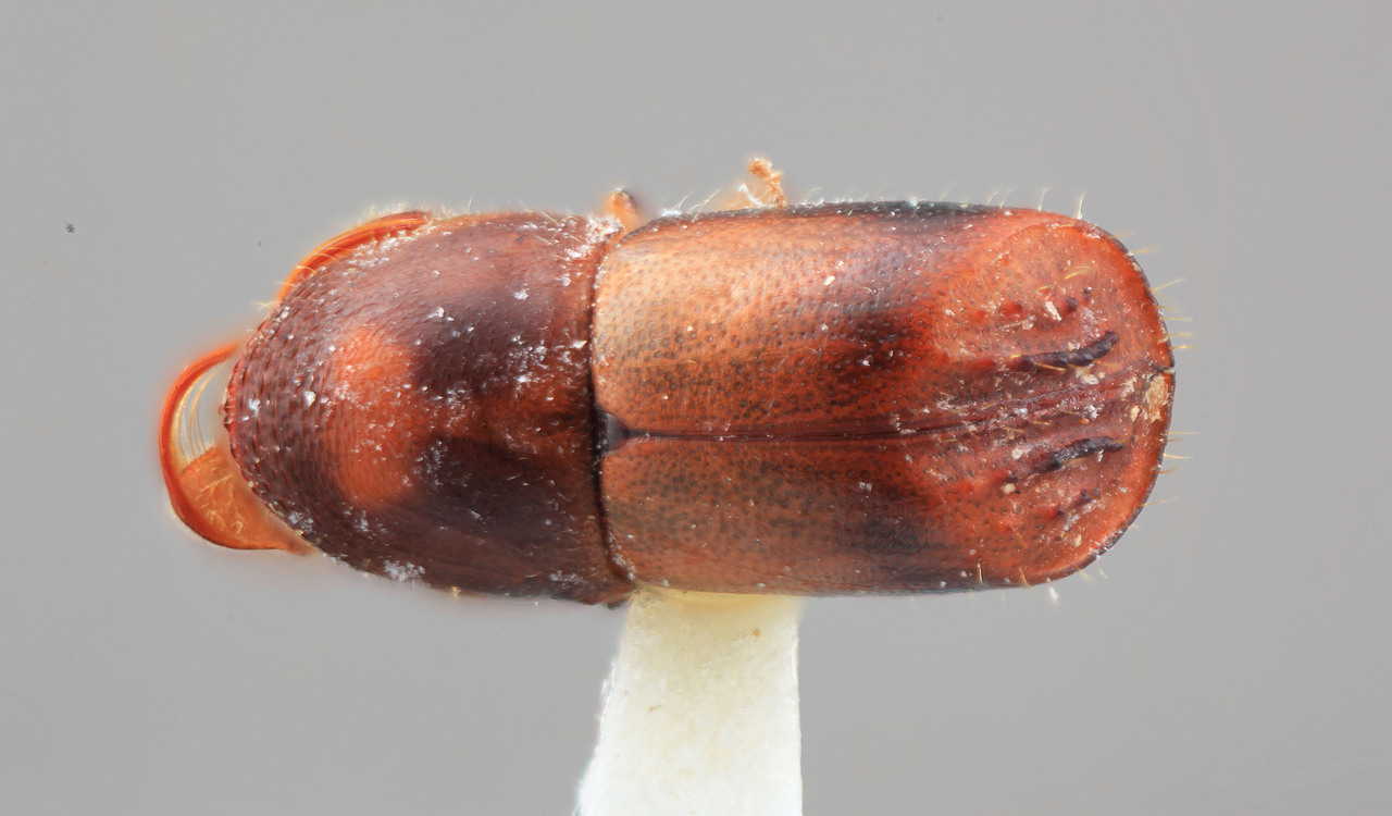 Genus / Species: Corthylus attenuatus | Image Author: SM Smith | Location: Venezuela, Mérida, La Carbonera, 50 km NE Merida | Image Type: holotype | Collection: Entomology