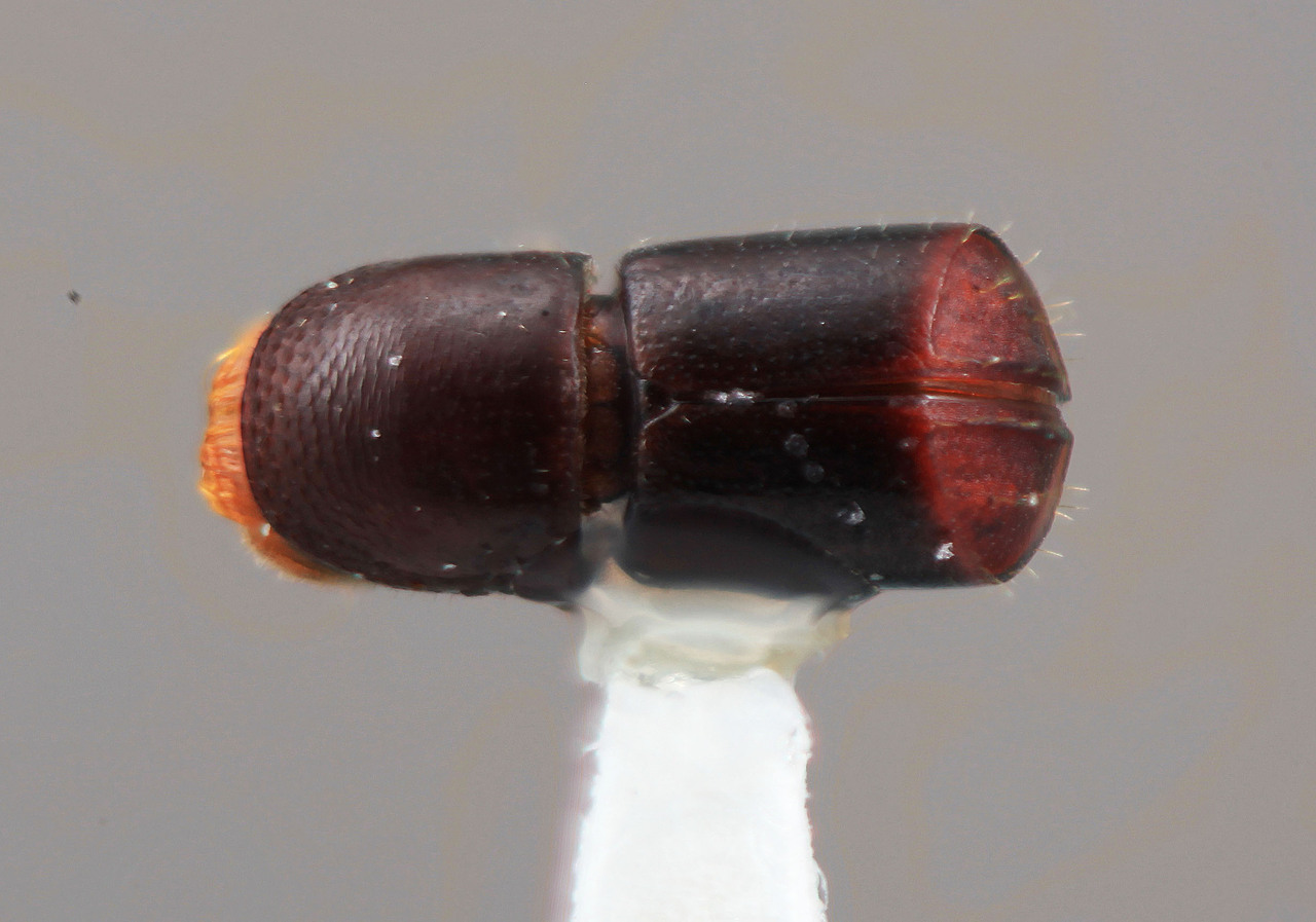 Genus / Species: Corthylus insignis | Image Author: SM Smith | Location: Colombia, Antioquía, Barbosa, 24 km E | Image Type: holotype | Collection: Entomology
