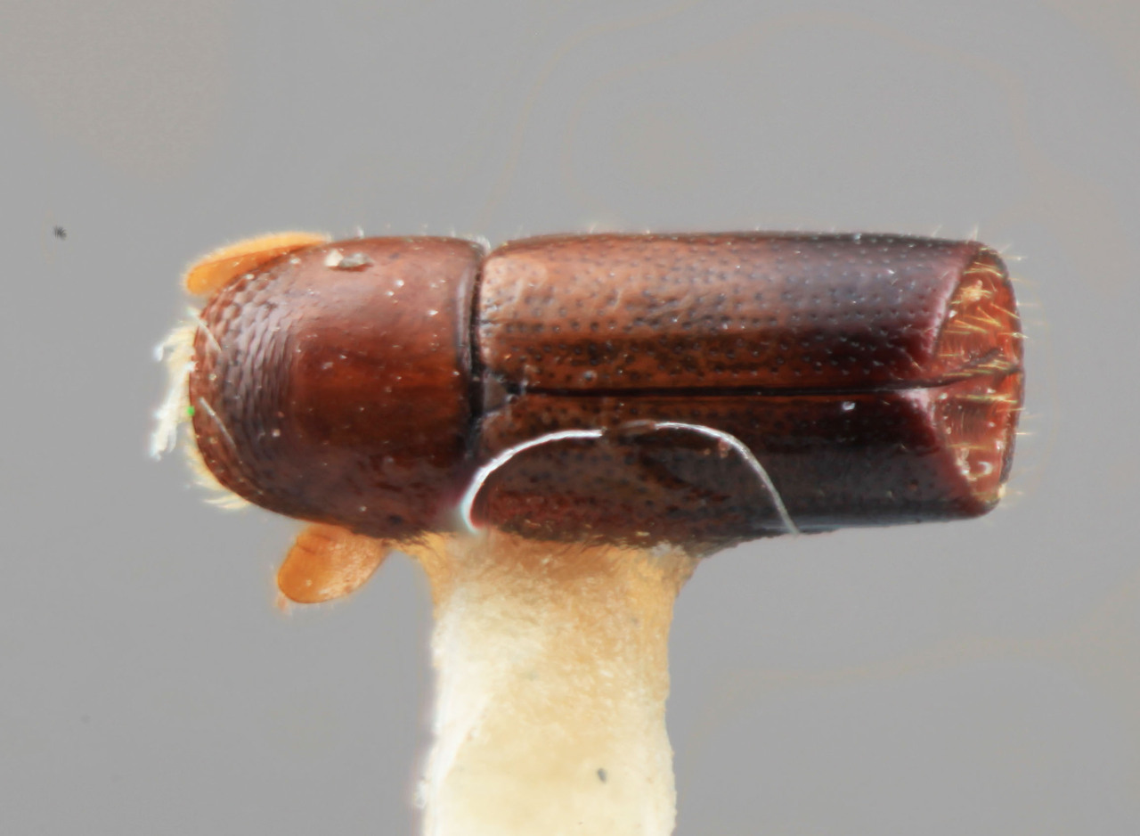 Genus / Species: Corthylus petilus | Image Author: SM Smith | Location: México, Durango, El Salto, 3 mi (5 km) W | Image Type: holotype | Collection: Entomology