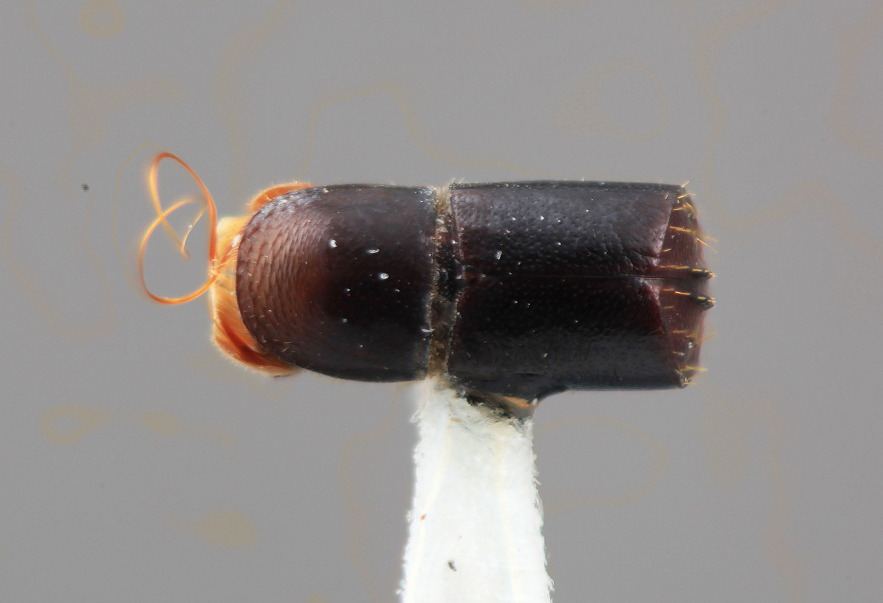 Genus / Species: Corthylus frontalis | Image Author: SM Smith | Location: Venezuela, Aragua, Rancho Grande | Image Type: holotype | Collection: Entomology