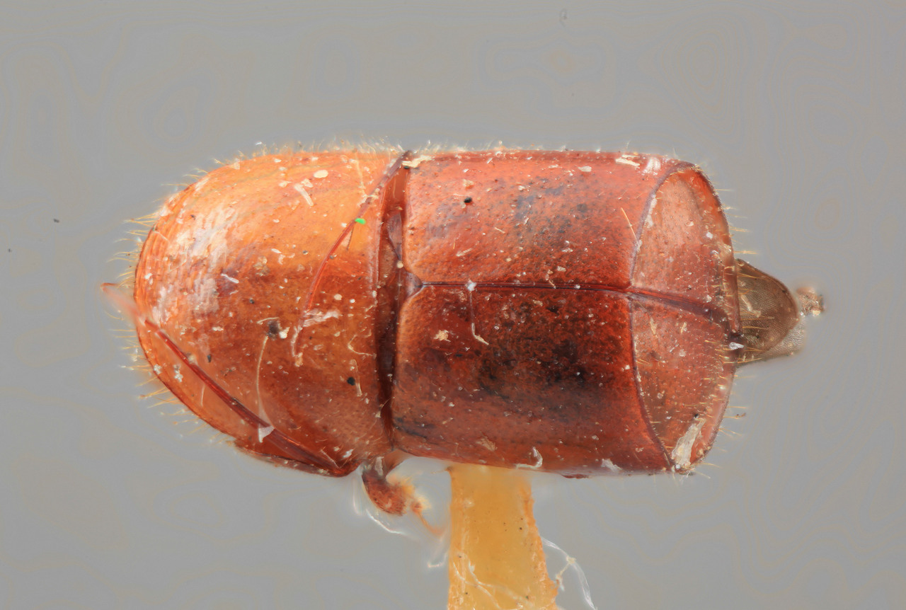 Genus / Species: Corthylus truncatus | Image Author: SM Smith | Location: Perú, Huanuco, Leonpampa | Image Type: holotype | Collection: Entomology