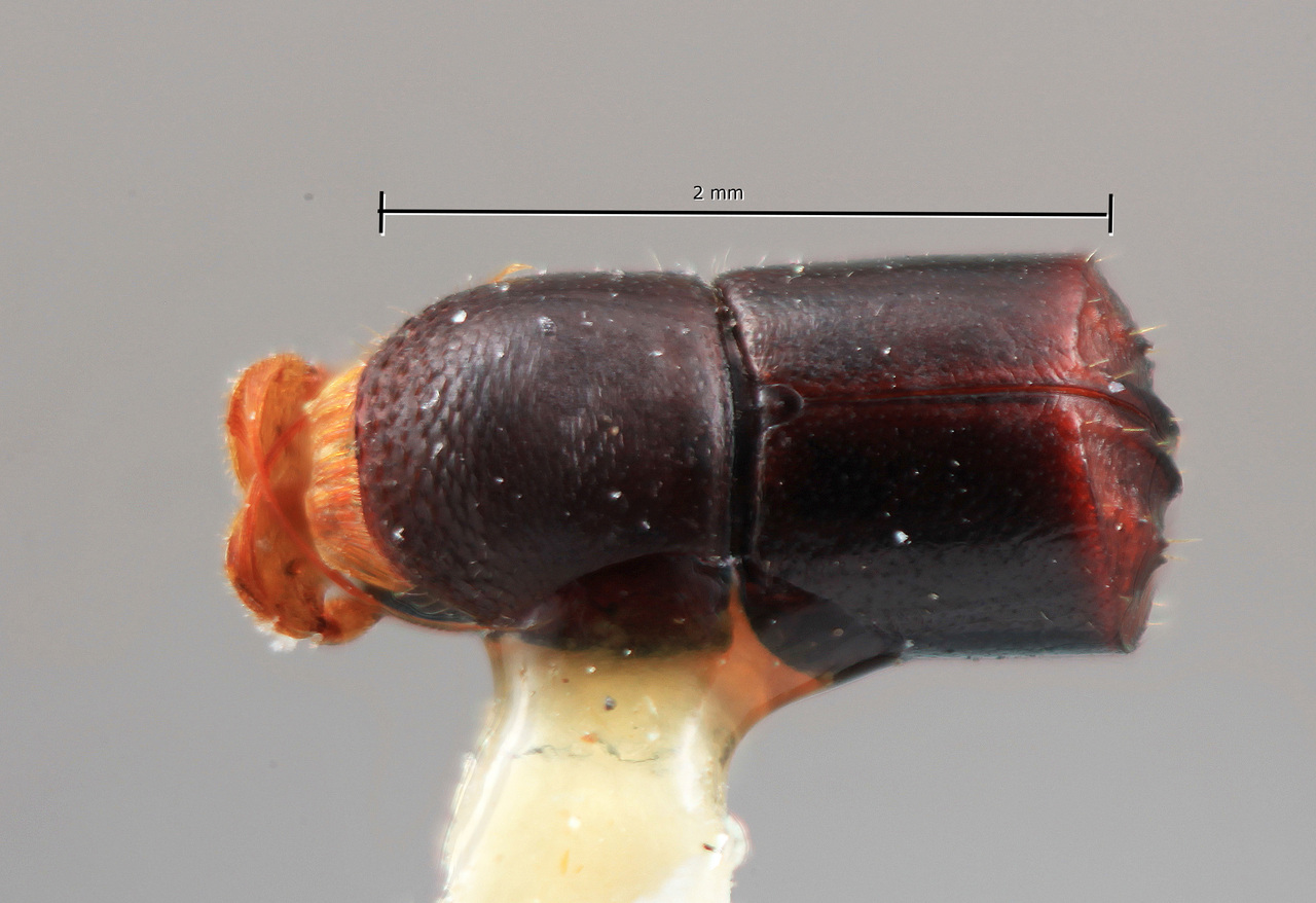 Genus / Species: Corthylus concisus | Image Author: SM Smith | Location: Costa Rica, Cartago, Tapanti | Image Type: holotype | Collection: Entomology