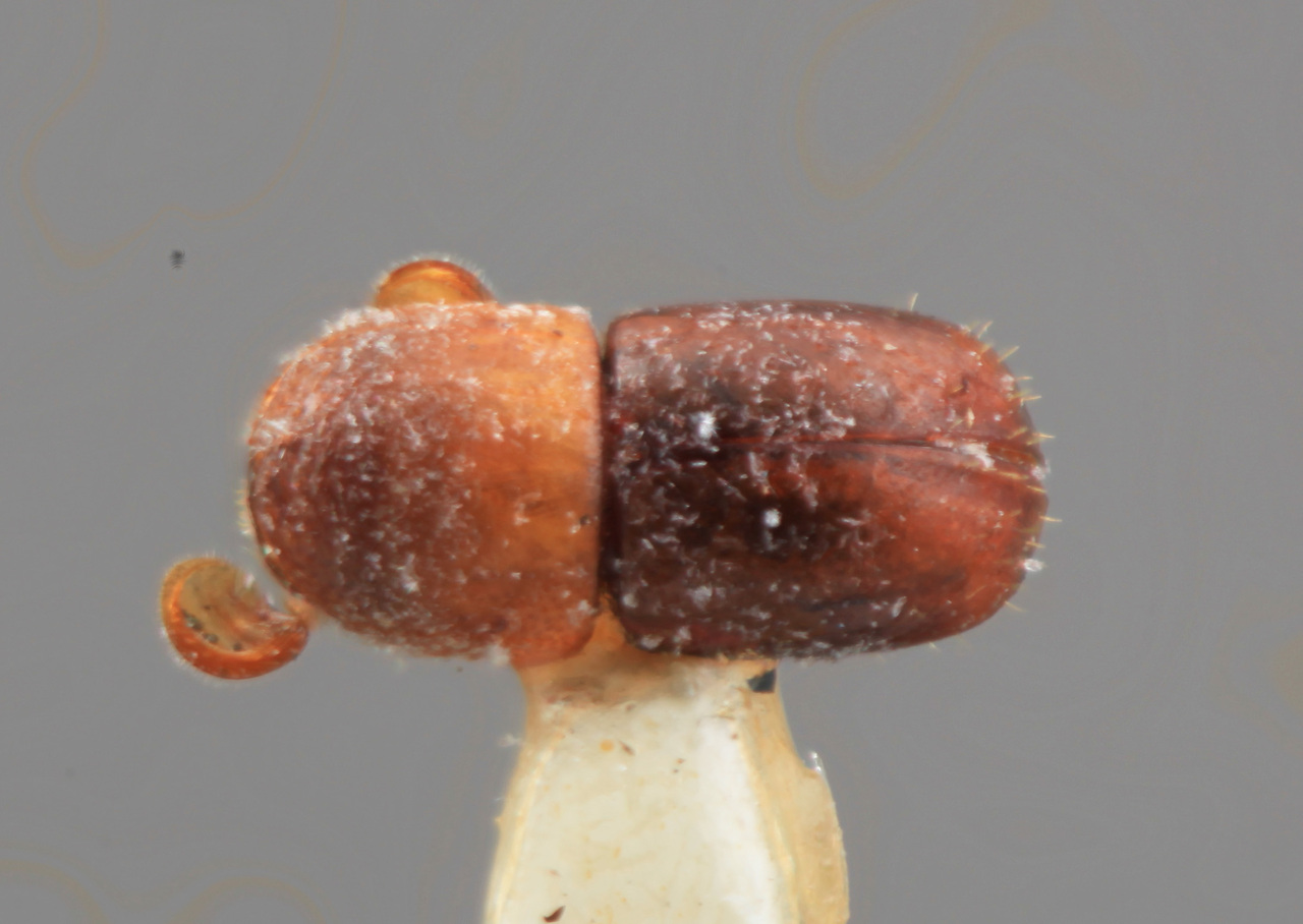 Genus / Species: Corthylus pumilus | Image Author: SM Smith | Location: Panamá, Panamá, Madden Forest | Image Type: holotype | Collection: Entomology