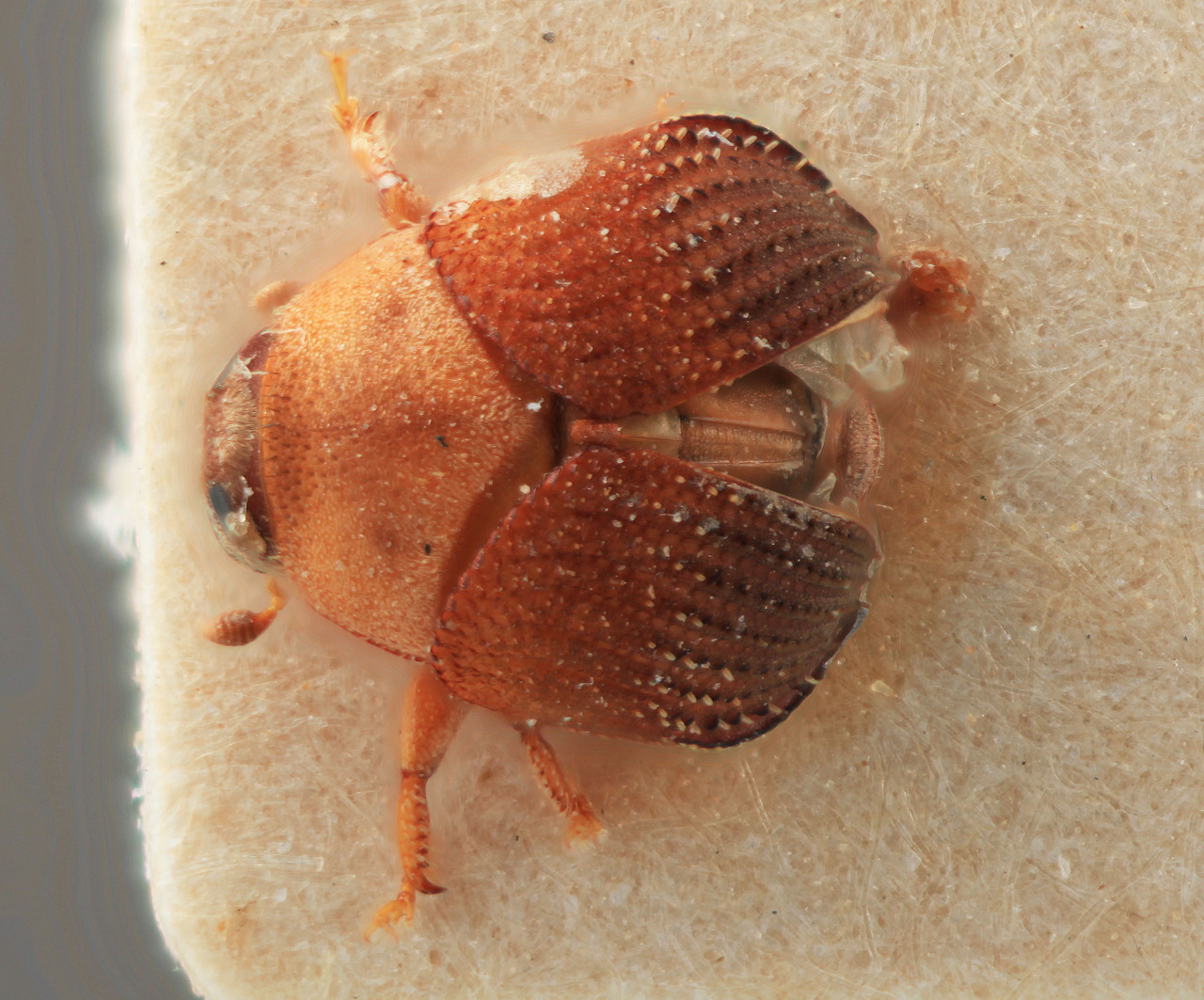 Genus / Species: Sphaerotrypes costatus | Image Author: SM Smith | Location: India, North Andaman Island | Image Type: holotype | Collection: Entomology