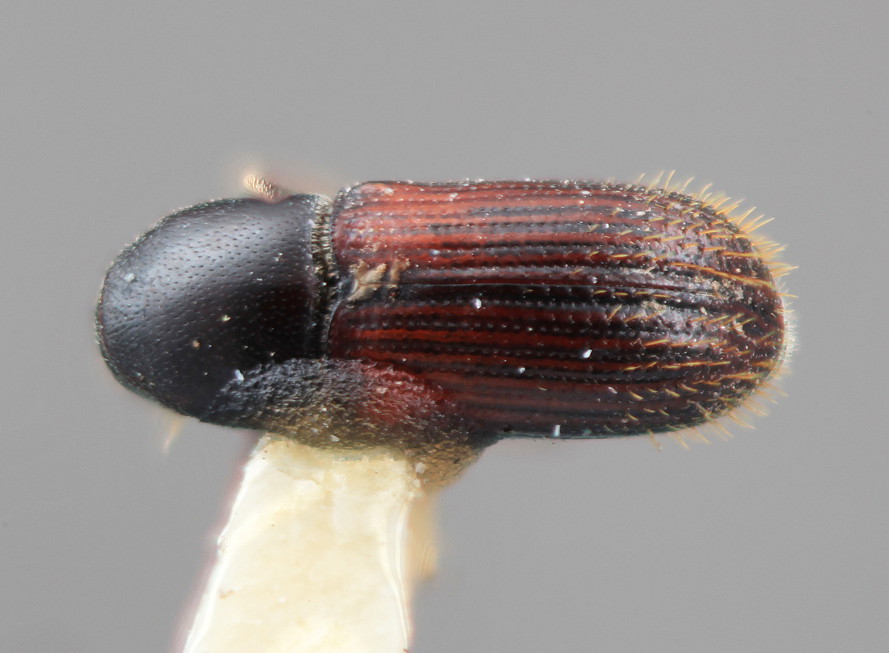 Genus / Species: Cnesinus electinus | Image Author: SM Smith | Location: México, Jalisco, Mazamitla, 15 mi S | Image Type: holotype | Collection: Entomology