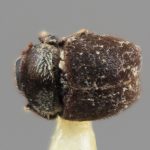 Genus / Species: <i>Acacicis bicornis</i> | Image Author: SM Smith | Location: Papua New Guinea, Bulolo, Morobe | Image Type: holotype | Collection: Entomology