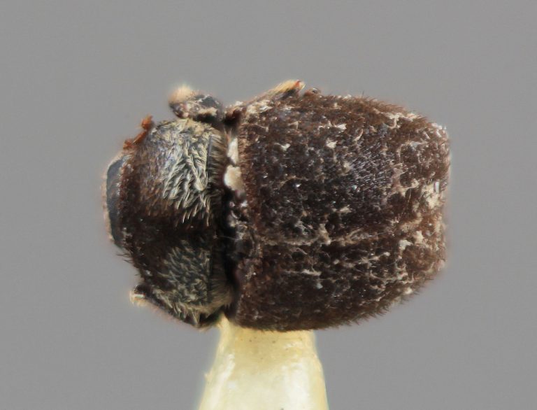 Genus / Species: <i>Acacicis bicornis</i> | Image Author: SM Smith | Location: Papua New Guinea, Bulolo, Morobe | Image Type: holotype | Collection: Entomology