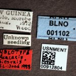 Genus / Species: <i>Acacicis bicornis</i> | Image Author: SM Smith | Location: Papua New Guinea, Bulolo, Morobe | Image Type: holotype | Collection: Entomology