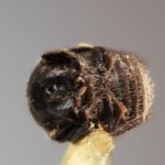 Genus / Species: <i>Acacicis bicornis</i> | Image Author: SM Smith | Location: Papua New Guinea, Bulolo, Morobe | Image Type: holotype | Collection: Entomology