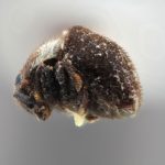 Genus / Species: <i>Acacicis bicornis</i> | Image Author: SM Smith | Location: Papua New Guinea, Bulolo, Morobe | Image Type: holotype | Collection: Entomology