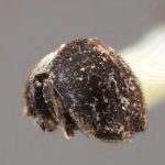 Genus / Species: <i>Acacicis bicornis</i> | Image Author: SM Smith | Location: Papua New Guinea, Bulolo, Morobe | Image Type: holotype | Collection: Entomology