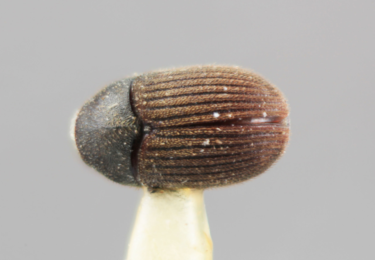 Genus / Species: Phrixosoma minus | Image Author: SM Smith | Location: Honduras, Atlántida, La Ceiba | Image Type: holotype | Collection: Entomology
